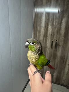 Green Cheeck Conure