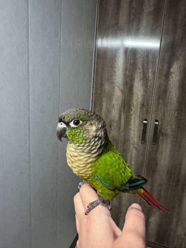 Green Cheeck Conure 1