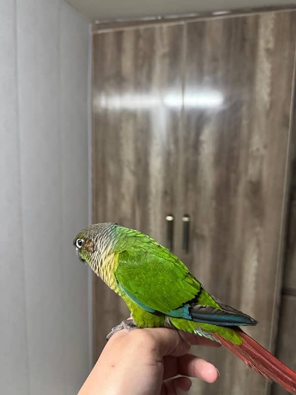 Green Cheeck Conure 2