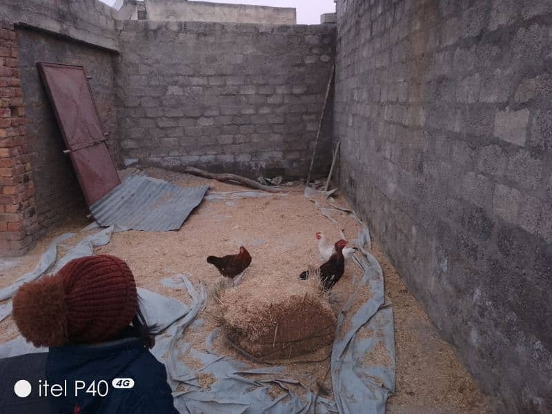 Egg laying hens 1