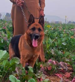 Pure German shepherd Breeder female