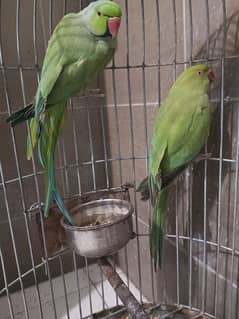 breeder pair parrots available /0340/9621/998/