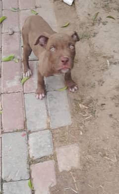 American pitbull  puppy