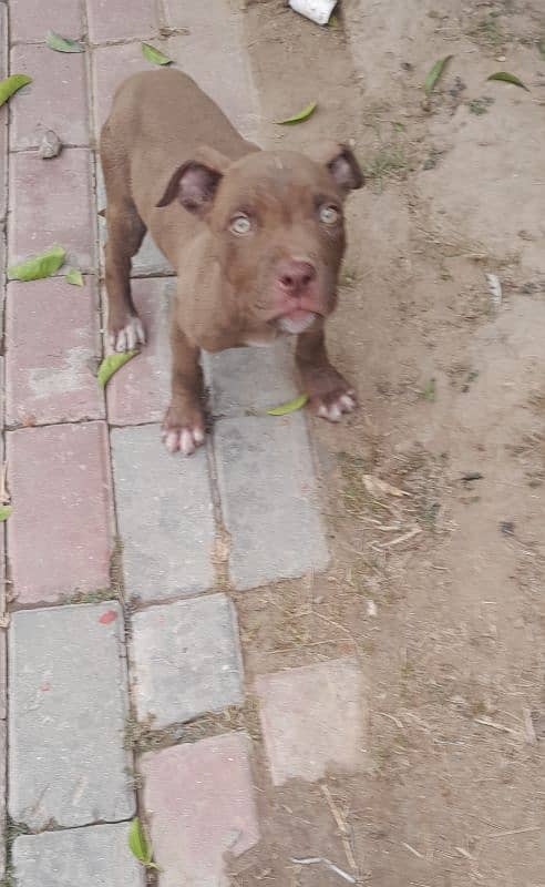 American pitbull  puppy 0