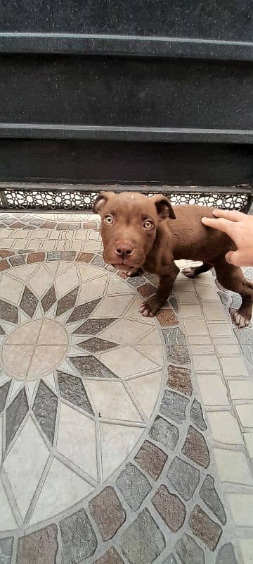 American pitbull  puppy 1