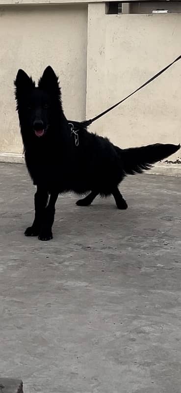 Full back German shepherd male long coat 2