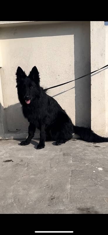 Full back German shepherd male long coat 1