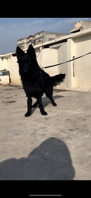 Full back German shepherd male long coat 3