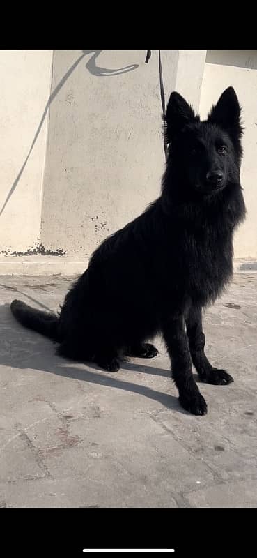 Full back German shepherd male long coat 4