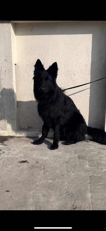 Full back German shepherd male long coat 5