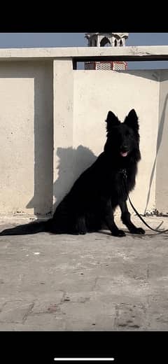 Full back German shepherd male long coat