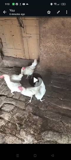 dasi hens