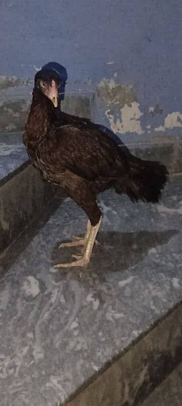 Aseel Hen Breeder only in 3000 0