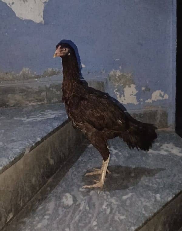 Aseel Hen Breeder only in 3000 1