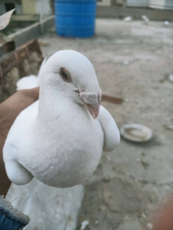 GERMAN BEAUTY PIGEON 6