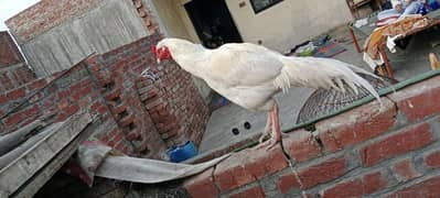 aseel heera male for sale