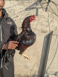 mainwali high quality breeder