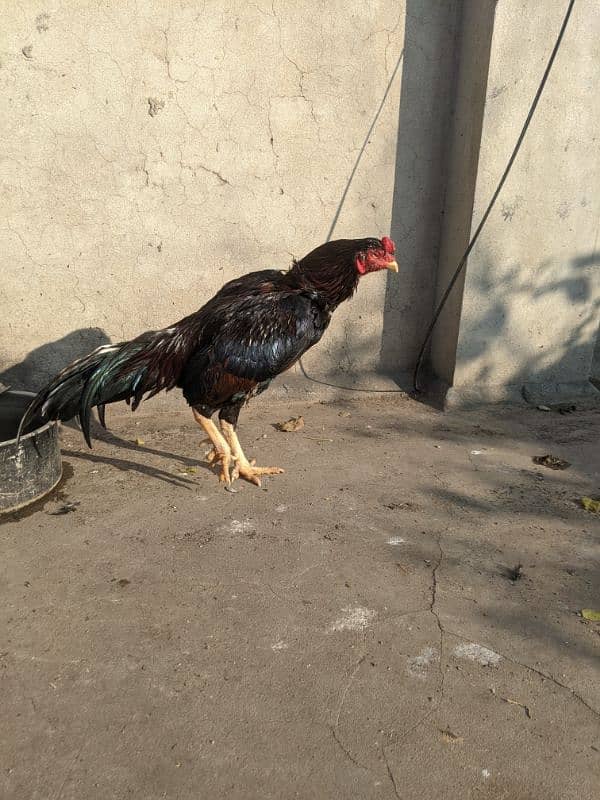 mainwali high quality breeder 1