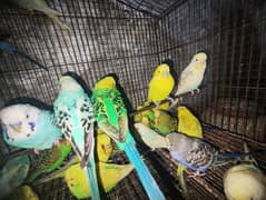 budgies