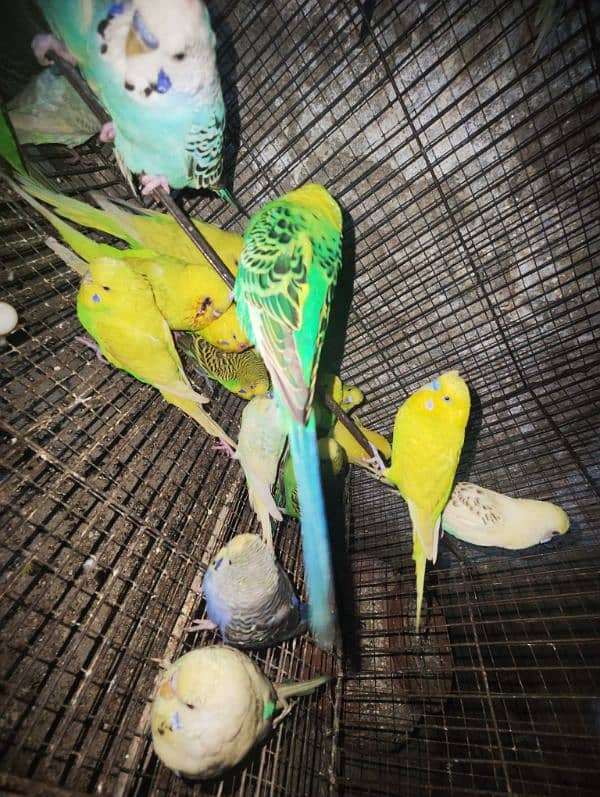 budgies breedrs 1