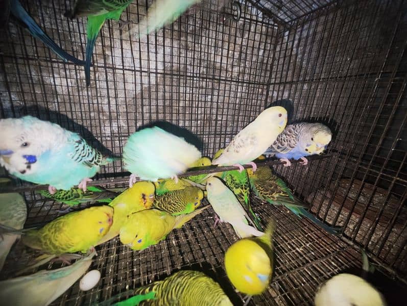 budgies breedrs 2