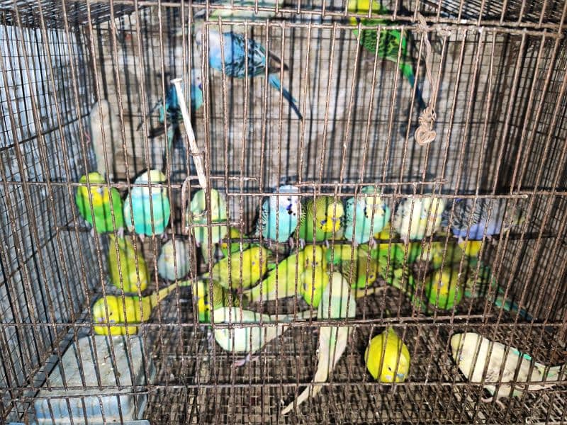 budgies breedrs 3