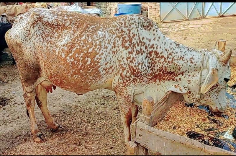 cholistani cow sath bachri 8 kg dudh 0