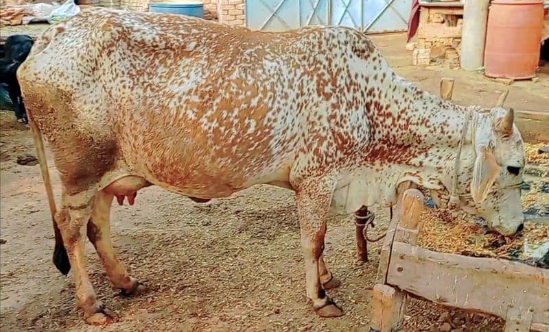 cholistani cow sath bachri 8 kg dudh 1