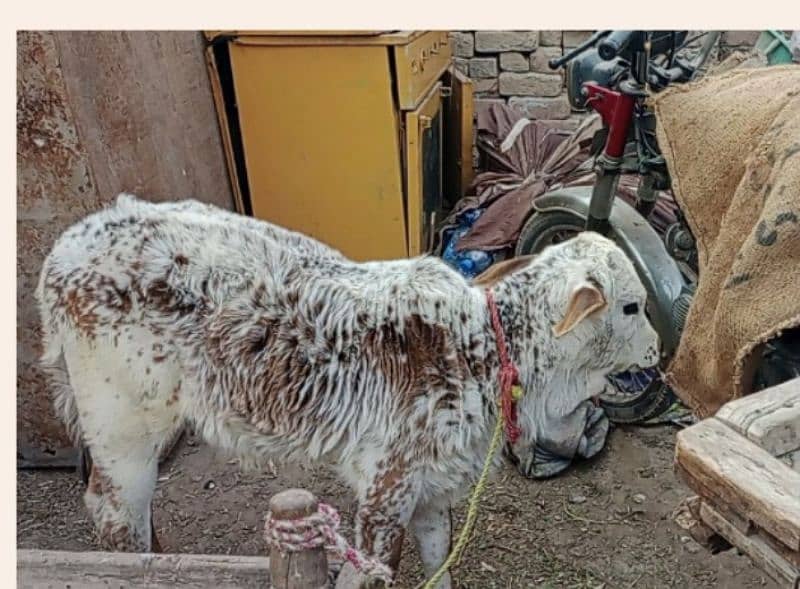 cholistani cow sath bachri 8 kg dudh 2