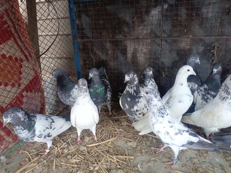 best pigeon For sale 0