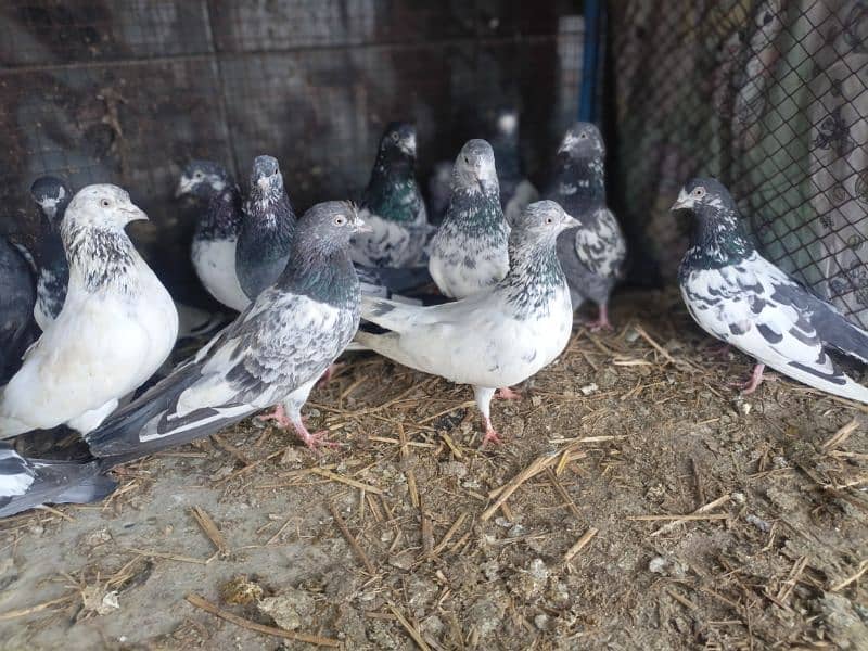 best pigeon For sale 1