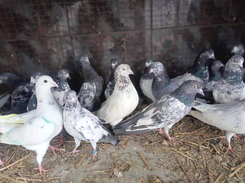 best pigeon For sale 2