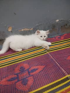 Persian cat age 50 days