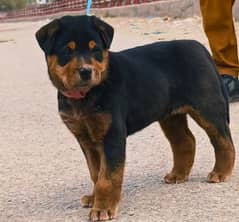 Rottweiler dog female 2 months for sale