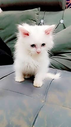 Persian female kitten baby