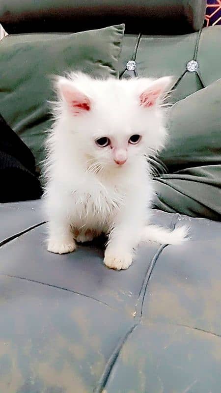 Persian female kitten baby 0