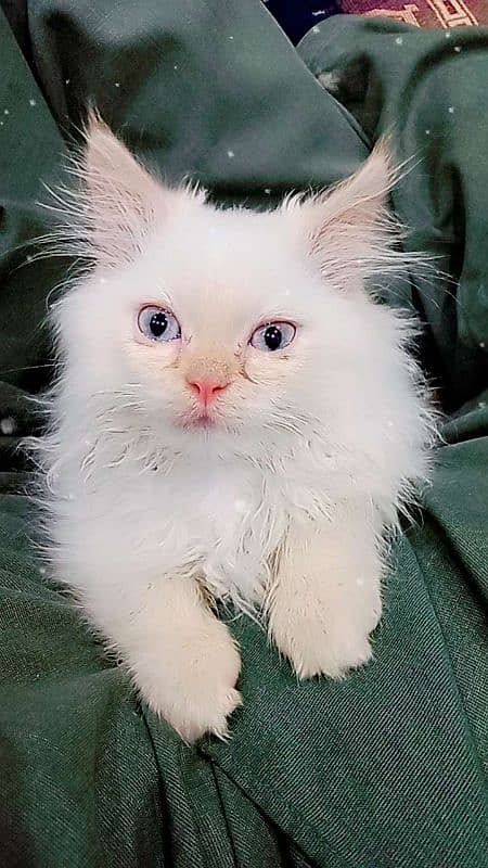 Persian female kitten baby 1