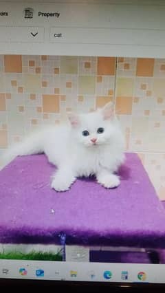 persian cat for sale 2 month age WhatsApp number 03267720525