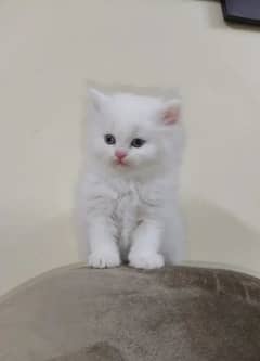 Persian kitten urgent for sale