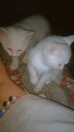 Persian full White pair