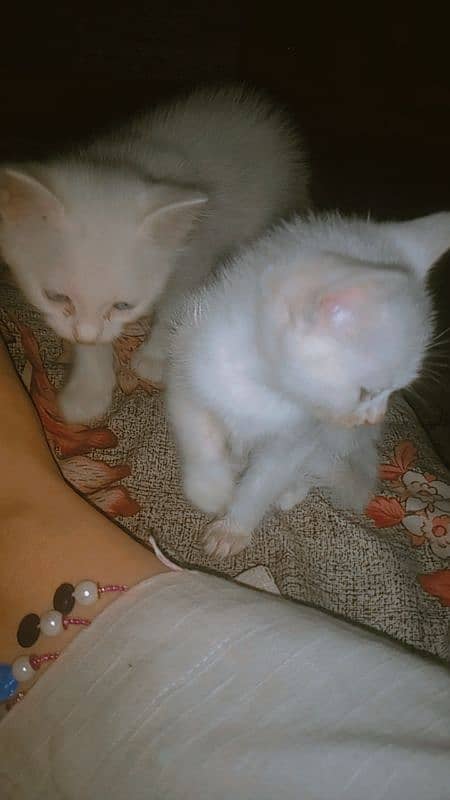 Persian full White pair 0