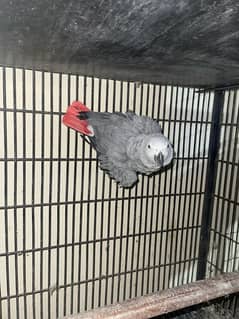 African grey parrot for sale