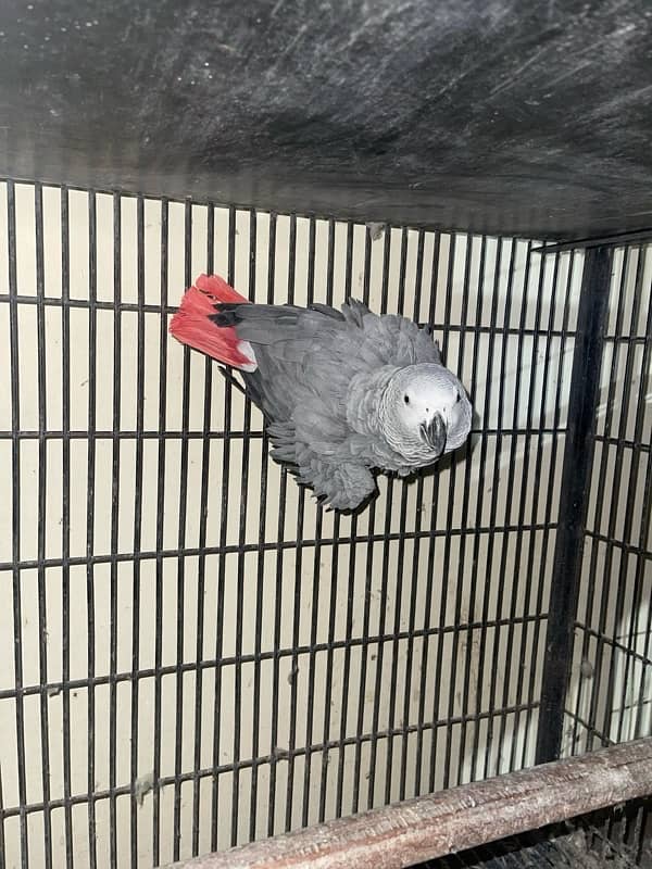 African grey parrot for sale 0