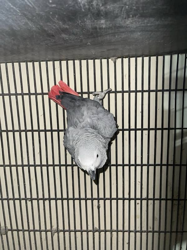 African grey parrot for sale 1