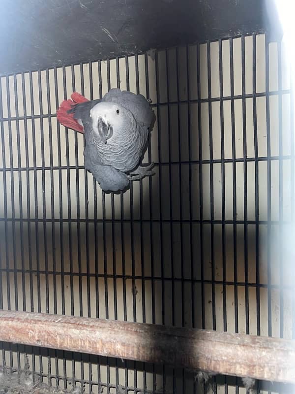 African grey parrot for sale 2