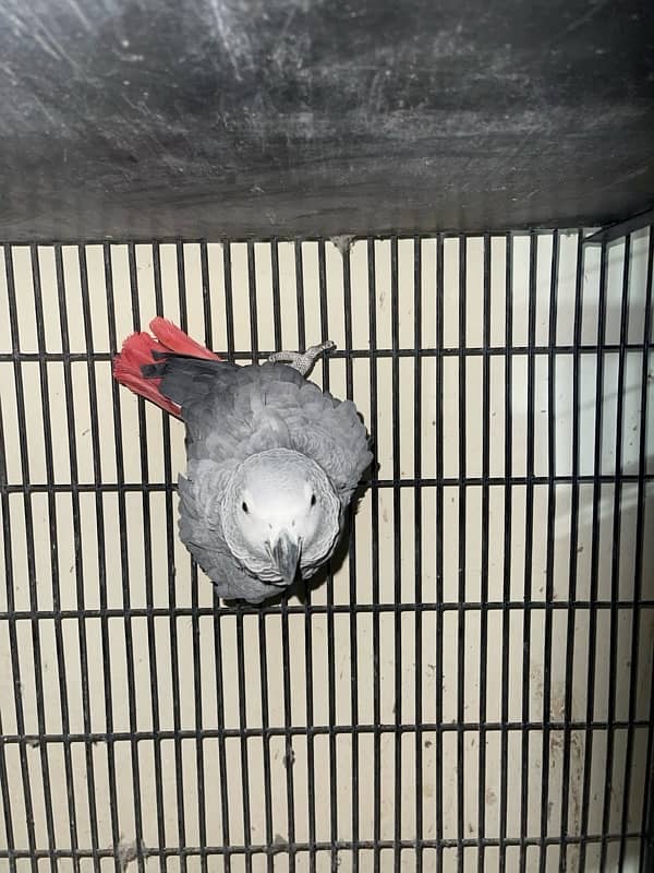 African grey parrot for sale 3