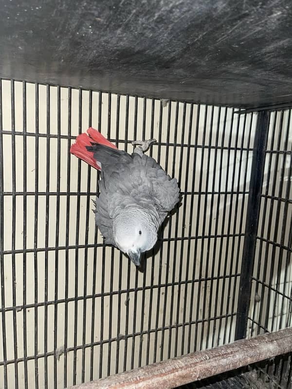 African grey parrot for sale 4