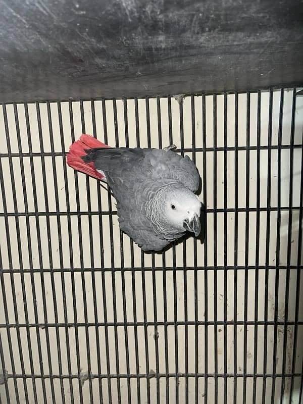 African grey parrot for sale 5