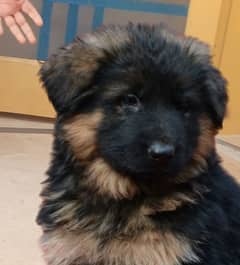 GERMAN SHEPHERD PEDIGREE FEMALE PUPPY