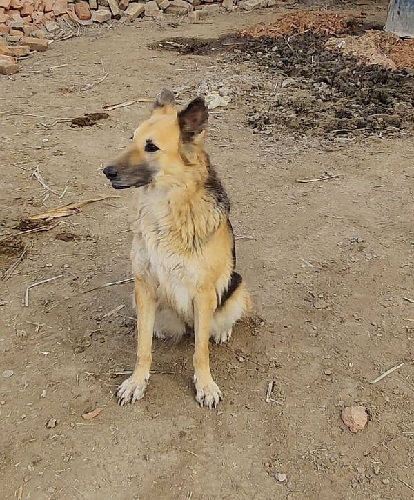 German Shepherd+Alsatian Mix Female Dog 2